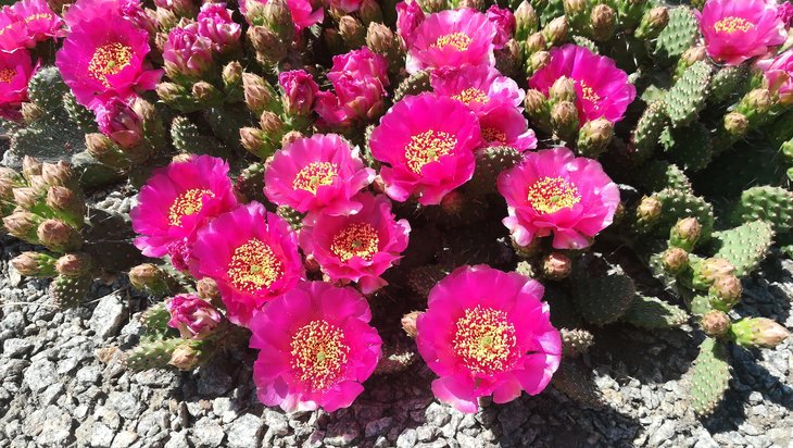 2018 05 24 Opuntia fragilis cv Freiberg (2)-min.jpg