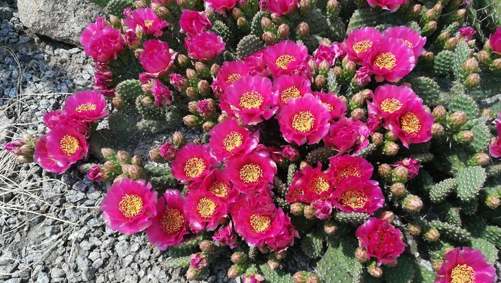 2018 05 25  Opuntia fragilis cv Freiberg (2)-min.jpg