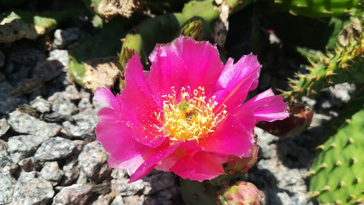 2018 05 25 Opuntia aurea x. Pony (2)-min.jpg