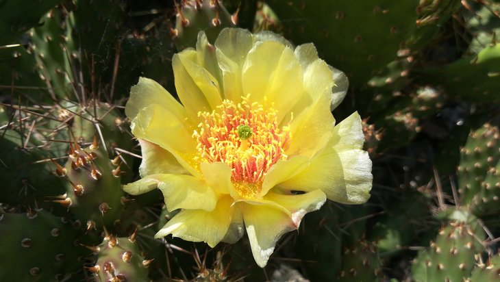 2018 05 25 Opuntia fragilis (2)-min.jpg
