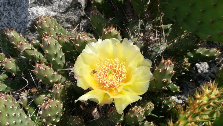 2018 05 25 Opuntia fragilis (3)-min.jpg