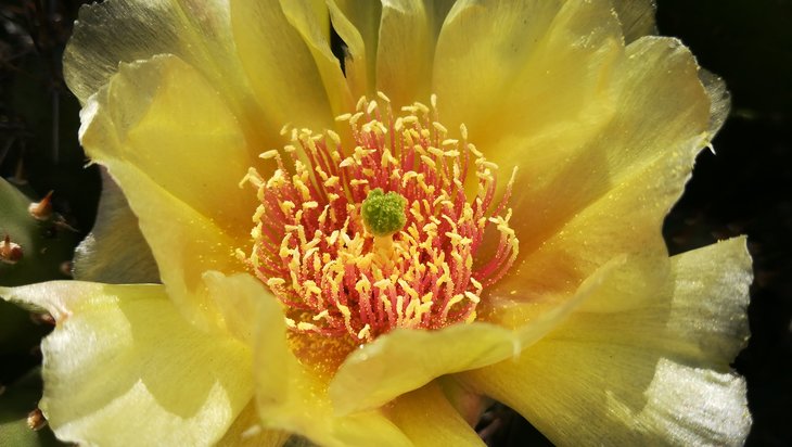 2018 05 25 Opuntia fragilis (4)-min.jpg