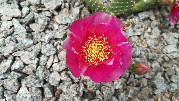 2018 05 26 Opuntia aurea x Pony-min.jpg