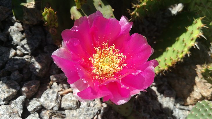 2018 05 27 Opuntia aurea x Pony-min.jpg
