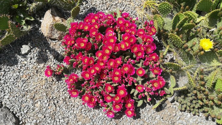 2018 05 29 Opuntia fragilis cv Freiberg-min.jpg