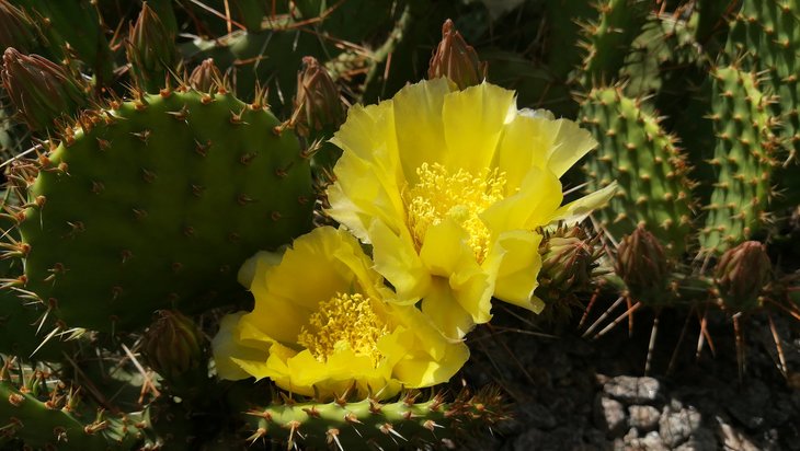 2018 05 29 Opuntia phaeacantha v. camanchica (2)-min.jpg