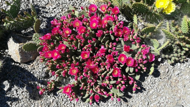 2018 05 30 Opuntia fragilis cv Freiberg-min.jpg