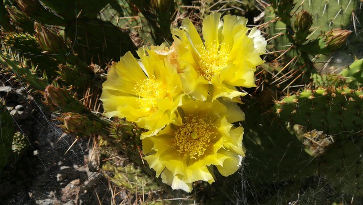 2018 05 30 Opuntia phaeacantha v. camanchica (3)-min.jpg