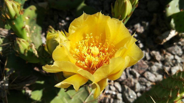 2018 06 02 Opuntia humifusa-min.jpg