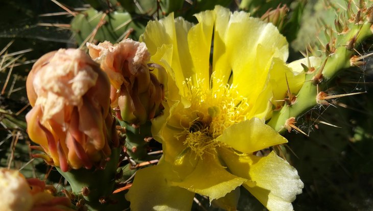 2018 06 02 Opuntia phaeacantha v. camanchica (3)-min.jpg
