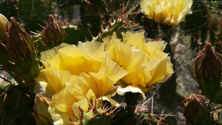 2018 06 02 Opuntia phaeacantha v. camanchica (9)-min.jpg
