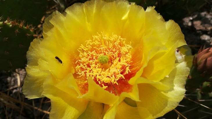2018 06 03 Opuntia macrorhiza (2)-min.jpg