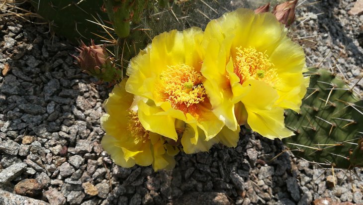 2018 06 03 Opuntia macrorhiza-min.jpg