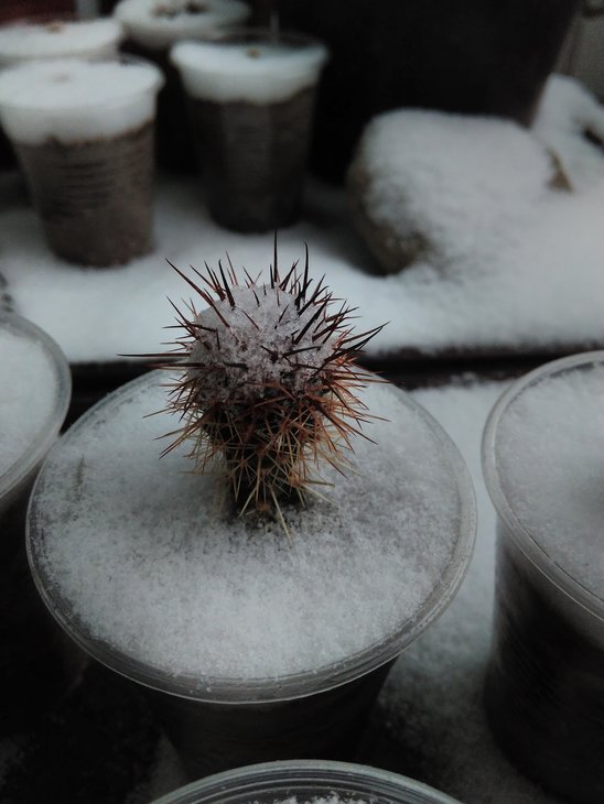 Pyrrhocactus strausianus