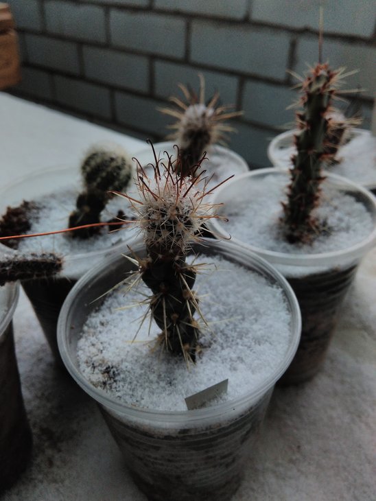 Sclerocactus parviflorus