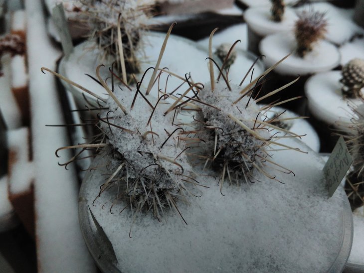 Austrocactus patagonicus