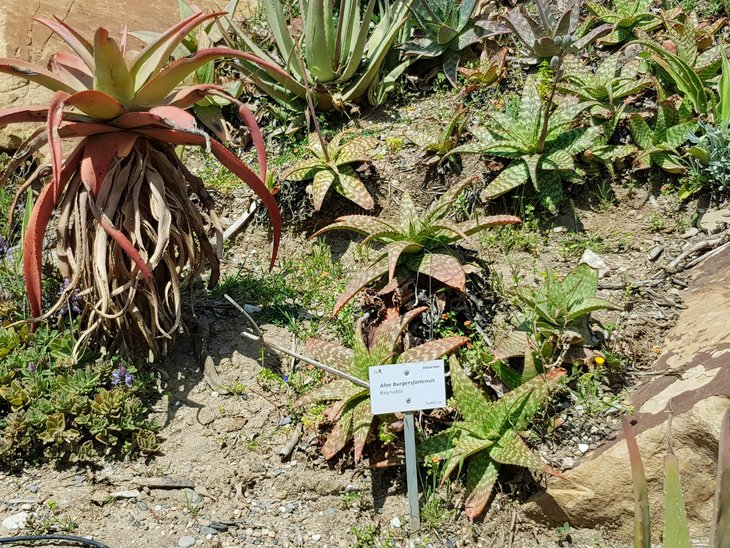 -Aloe burgersfortensis2.jpg