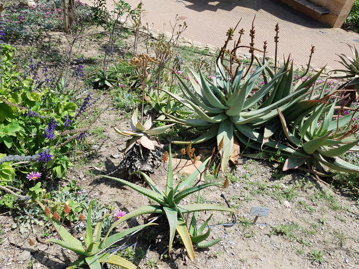 -Aloe claviflora 2.jpg