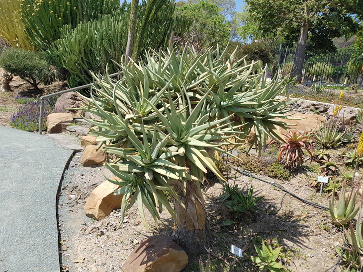 -Aloe dichotoma.jpg