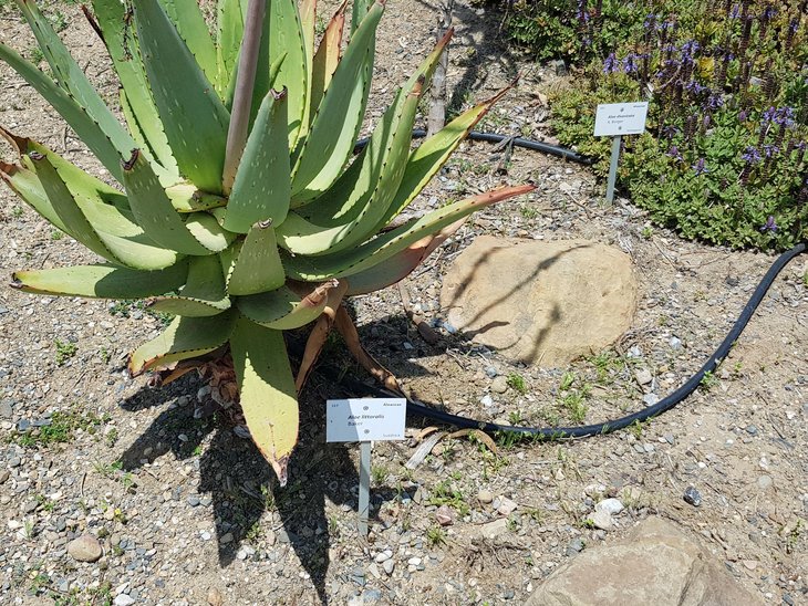 -Aloe littoralis.jpg