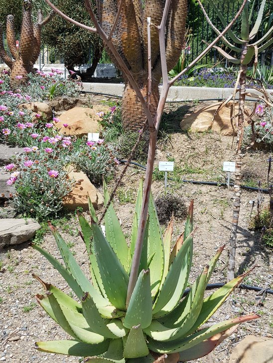 -Aloe littoralis2.jpg