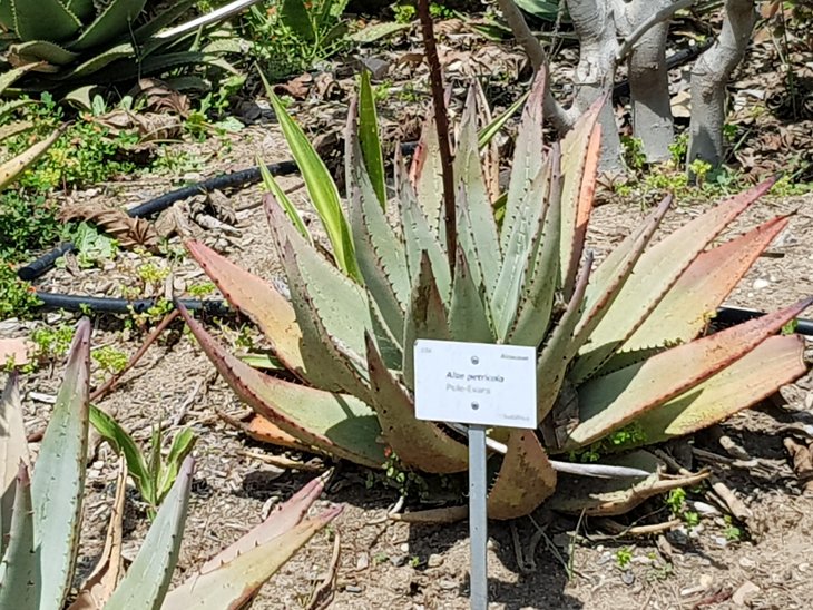 -Aloe petricola.jpg