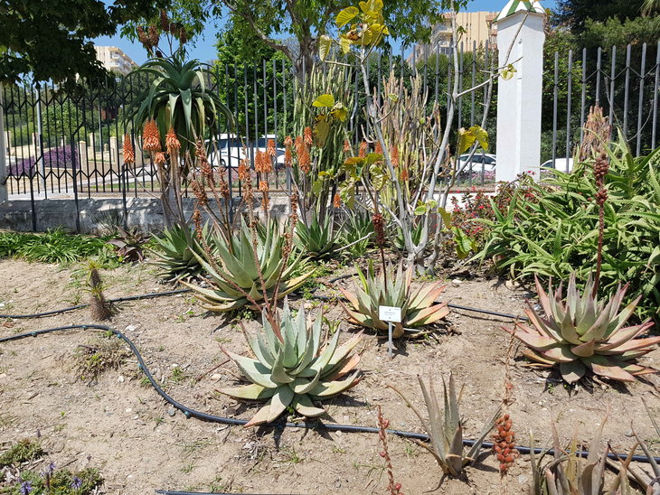 -Aloe petricola2.jpg