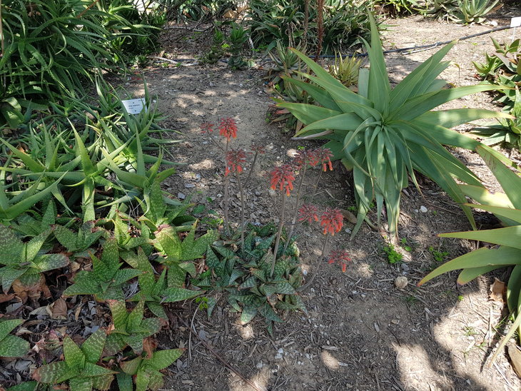 -aloe 3.jpg
