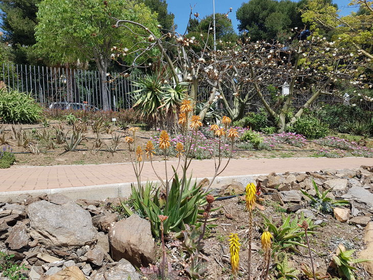 -Aloe 8.jpg