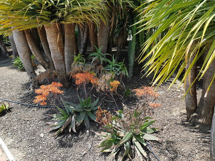-Aloe 9.jpg