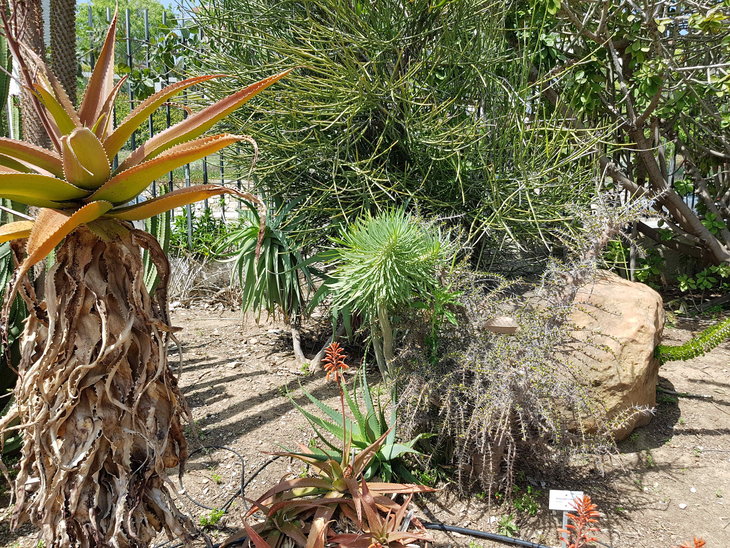 -Aloe 10.jpg