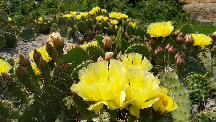 2018 06 03 Opuntia phaeacantha v. camanchica (3)-min.jpg