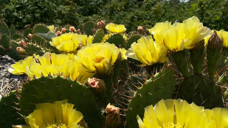 2018 06 03 Opuntia phaeacantha v. camanchica (5)-min.jpg
