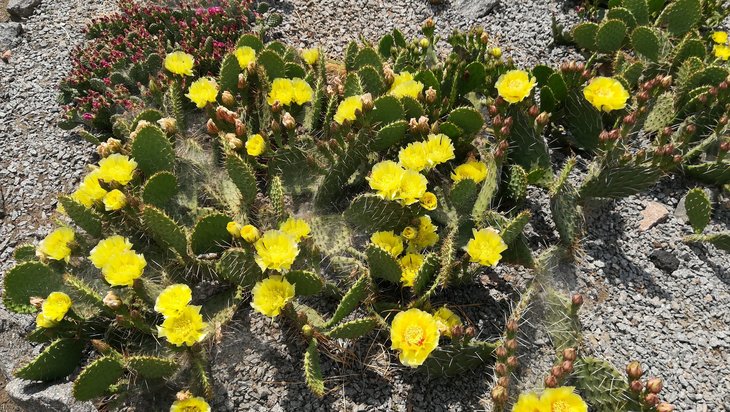 2018 06 03 Opuntia phaeacantha v. camanchica (6)-min.jpg