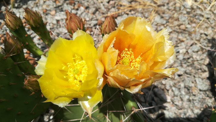 2018 06 04 Opuntia camanchica (2)-min.jpg
