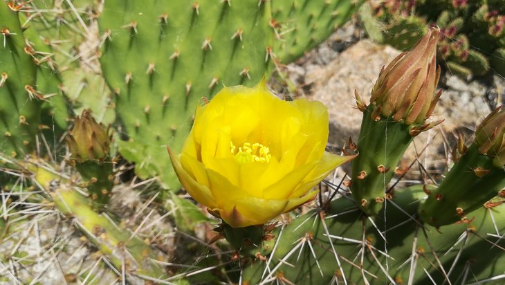 2018 06 04 Opuntia camanchica (3)-min.jpg