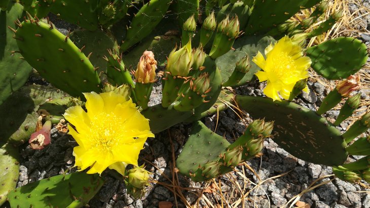 2018 06 04 Opuntia humifusa-min.jpg