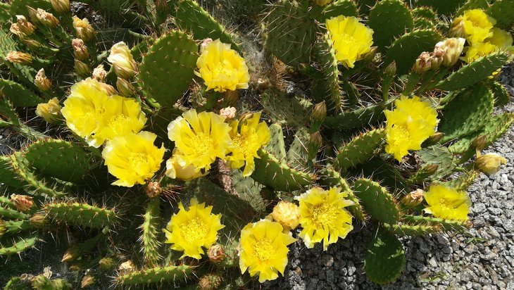 2018 06 04 Opuntia phaeacantha v. camanchica-min.jpg