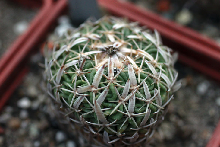 Echinofossulocactus anfractuosus