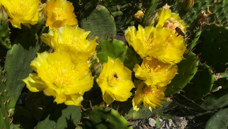 2018 06 06 Opuntia humifusa (2)-min.jpg