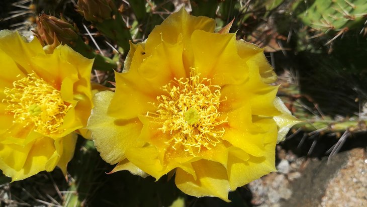 2018 06 06 Opuntia camanchica (5)-min.jpg