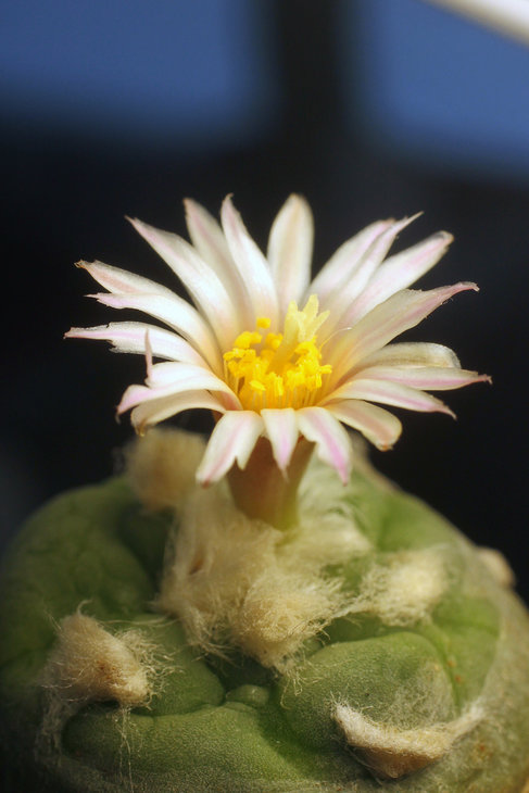 Lophophora alberto-vojtechii