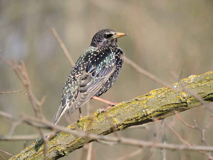 Шпак звичайний (Sturnus vulgaris)