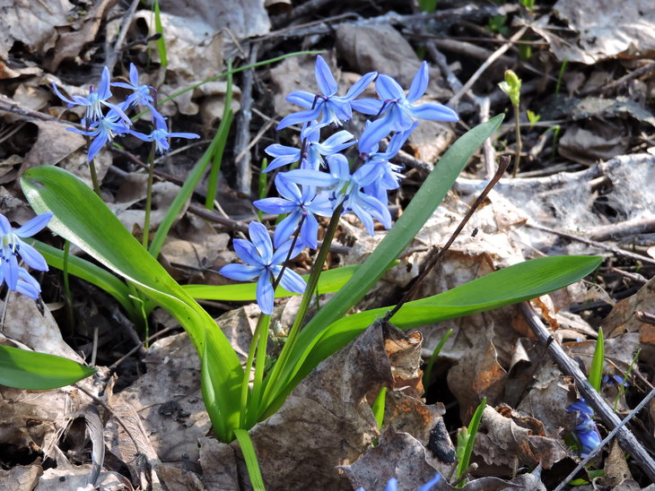 Проліска сибірська (Scilla siberica)