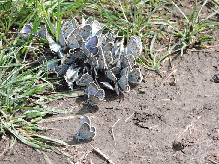 Синявець аргус (Plebejus argus)