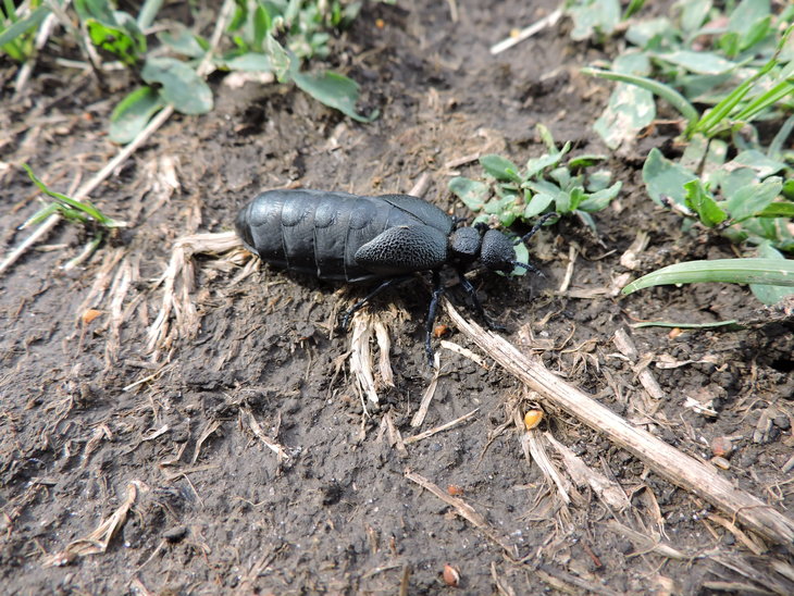 Майка звичайна (Meloe proscarabaeus)