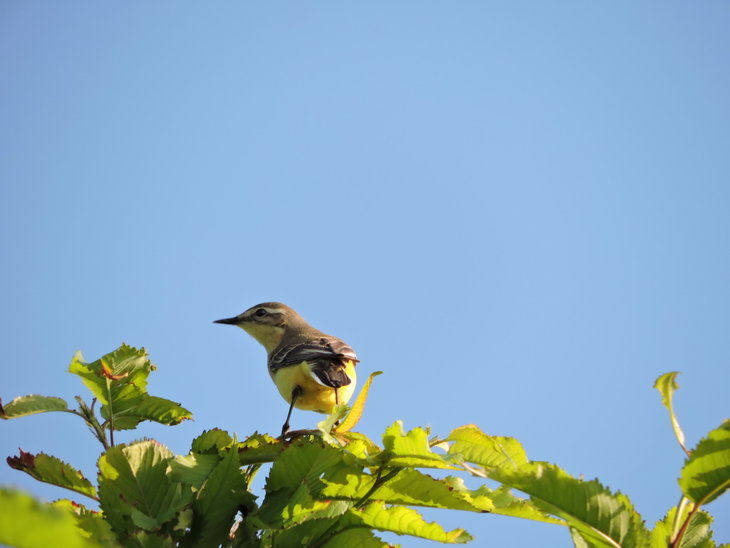 Плиска жовта (Motacilla flava)
