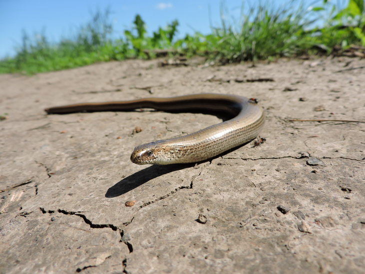Веретільниця ламка (Anguis fragilis) безнога ящірка