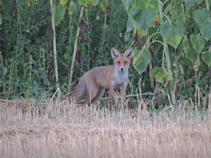 Лисиця звичайна (Vulpes vulpes)