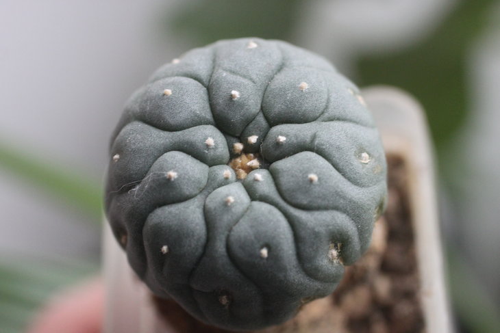 Lophophora fricii v. albiflora